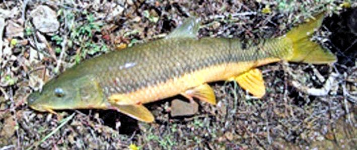 Luciobarbus sclateri_07.jpg